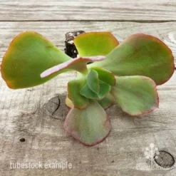 Echeveria Fire And Ice - Succulent -Foliage Flair Shop fire and ice leaves 500 1