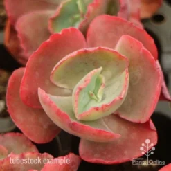 Echeveria Fire And Ice - Succulent -Foliage Flair Shop fire ice top view