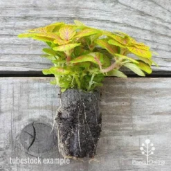 Fittonia Skeleton - Snakeskin Plant -Foliage Flair Shop fittonia skeleton plug 500 1