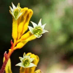 Anigozanthos Yellow Gem - Kangaroo Paw -Foliage Flair Shop flannel flowers yellow 2 1