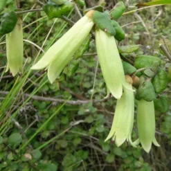 Correa Nummulariifolia - Roundleaf Correa