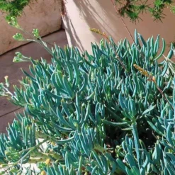 Senecio Chalk Sticks - Succulent