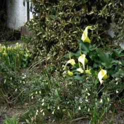 Correa Nummulariifolia - Roundleaf Correa -Foliage Flair Shop flickr peganum correa reflexa numm 1