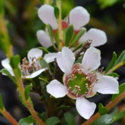 Leptospermum Liversidgei Mozzie Blocker -Foliage Flair Shop flowers 2