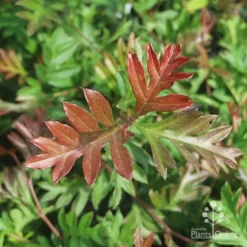 Grevillea Gaudichaudii -Foliage Flair Shop gaudichadi grevillea leaf colour