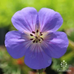 Foliage Flair Shop -Foliage Flair Shop geranium rozanne flower