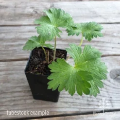 Geranium Rozanne -Foliage Flair Shop geranium rozanne tubestock