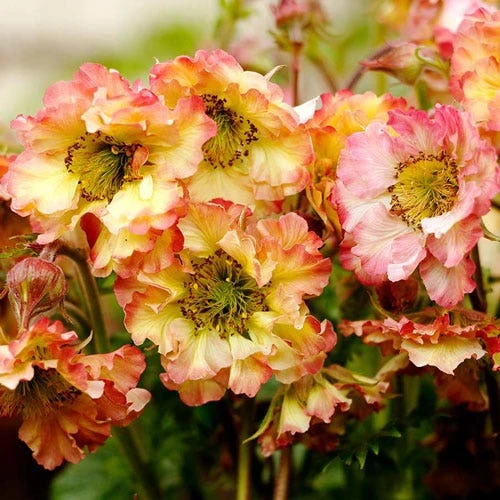 Geum Pretticoats Peach 5 Geum Pretticoats Peach - Image 5