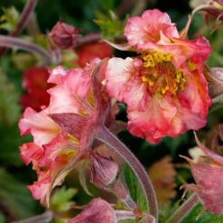 Geum Pretticoats Peach 10 Geum Pretticoats Peach -Foliage Flair Shop geum pretticoats peach 3