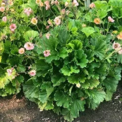 Geum Pretticoats Peach 12 Geum Pretticoats Peach -Foliage Flair Shop geum pretticoats peach leaves