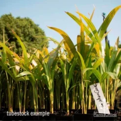 Golden Cane Palm - Dypsis 5 Golden Cane Palm - Dypsis -Foliage Flair Shop golden cane tube 2