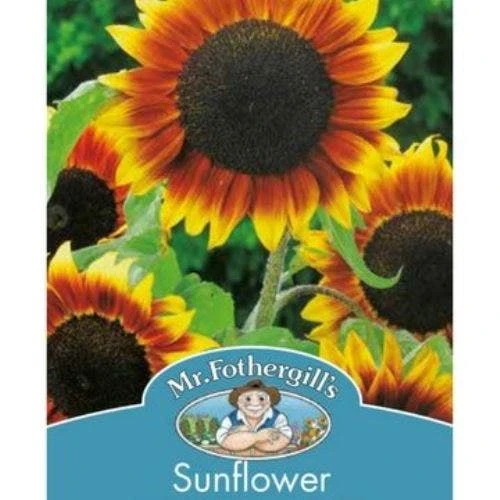 Sunflower Golden Prominence - Seed 2 Sunflower Golden Prominence - Seed - Image 2