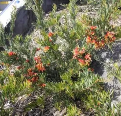 Grevillea Bonnie Prince Charlie