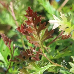 Grevillea Carpet Layer 16 Grevillea Carpet Layer -Foliage Flair Shop grevillea carpet layer leaf