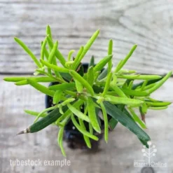 Grevillea Charlie's Angel -Foliage Flair Shop grevillea charlies angel leaf 1