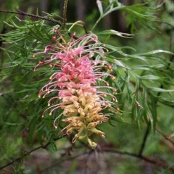 Grevillea Lemon Baby