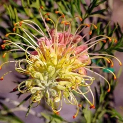 Grevillea Lemon Baby 6 Grevillea Lemon Baby -Foliage Flair Shop grevillea for lemon baby