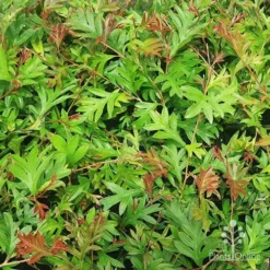 Foliage Flair Shop -Foliage Flair Shop grevillea gaudi carpet