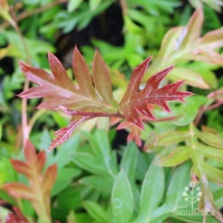 Grevillea Gaudichaudii -Foliage Flair Shop grevillea gaudi new leaf