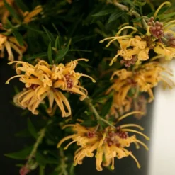 Grevillea Sunkissed -Foliage Flair Shop grevillea gr13021 sunkissed500