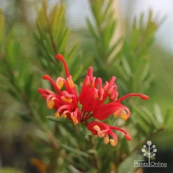 Grevillea Knockout -Foliage Flair Shop grevillea knockout flower