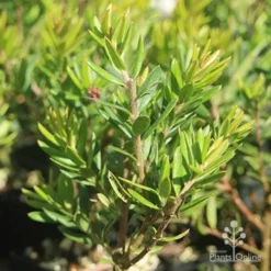 Grevillea Knockout -Foliage Flair Shop grevillea knockout foliage
