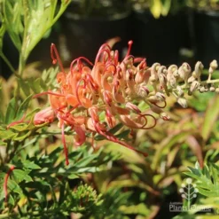 Grevillea Little Robyn -Foliage Flair Shop grevillea little robyn sunshine