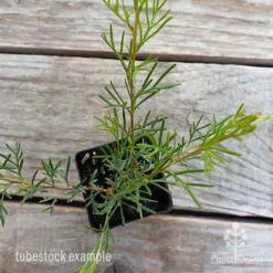 Grevillea Mini Marvel -Foliage Flair Shop grevillea mini marvel tubestock