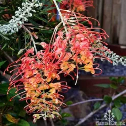 Grevillea Ned Kelly 23 Grevillea Ned Kelly -Foliage Flair Shop grevillea ned kelly 1