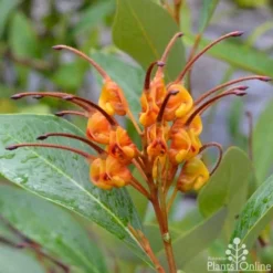 Grevillea Orange Marmalade 28 Grevillea Orange Marmalade -Foliage Flair Shop grevillea orange marmalade flower 1