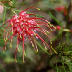 Grevillea Silk Carpet -Foliage Flair Shop grevillea pinaster flickr tatters