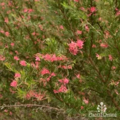Grevillea Pink Pearl -Foliage Flair Shop grevillea pink pearl shrub