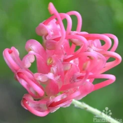 Grevillea Pink Pearl -Foliage Flair Shop grevillea pink pearl close 2 apo