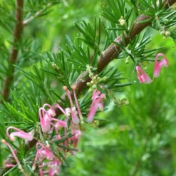 Grevillea Pink Pearl -Foliage Flair Shop grevillea pink pearl close stem apo