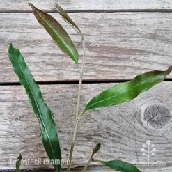 Grevillea Raptor -Foliage Flair Shop grevillea raptor 2