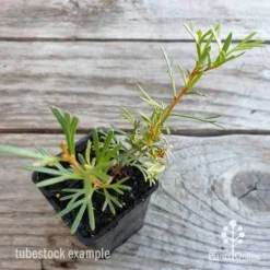 Foliage Flair Shop -Foliage Flair Shop grevillea red wings