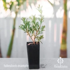 Grevillea Red Wings -Foliage Flair Shop grevillea red wings tube
