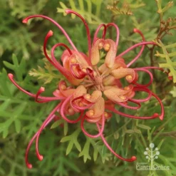 Grevillea Soopa Doopa -Foliage Flair Shop grevillea soopa doopa end view