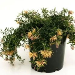 Grevillea Sunkissed -Foliage Flair Shop grevillea sunkissed 500