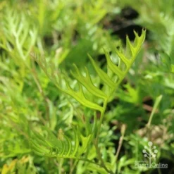 Grevillea Superb -Foliage Flair Shop grevillea superb leaf