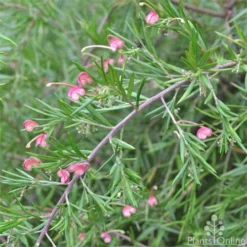 Grevillea Liliane -Foliage Flair Shop grevillea lilliane stem