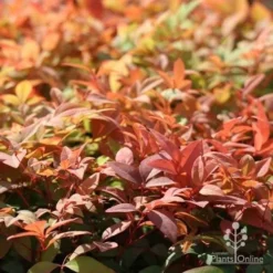 Nandina Gulf Stream -Foliage Flair Shop gulf stream autumn