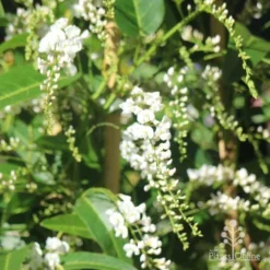 Hardenbergia Snow White - White Coral Pea -Foliage Flair Shop hardenbergia white sun nambour