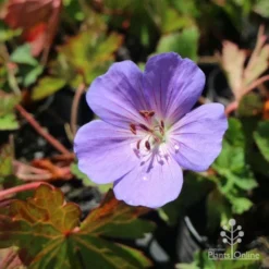 Geranium Rozanne -Foliage Flair Shop hardy geranium rozanne