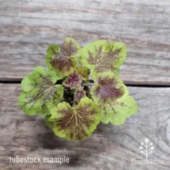 Heucherella Solar Eclipse - Foamy Bells 22 Heucherella Solar Eclipse - Foamy Bells -Foliage Flair Shop heuchera solar eclipse 1