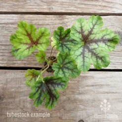 Heucherella Tapestry - Foamy Bells -Foliage Flair Shop heucherella tapestry 1