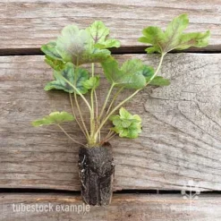 Heucherella Tapestry - Foamy Bells -Foliage Flair Shop heucherella tapestry 2 edited