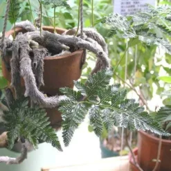 Humata - Rabbit's Foot Fern 19 Humata - Rabbit's Foot Fern -Foliage Flair Shop humata tyermanni flickr nhq 500