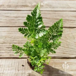 Humata - Rabbit's Foot Fern 26 Humata - Rabbit's Foot Fern -Foliage Flair Shop humata white foot tube top