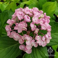 Hydrangea Ayesha -Foliage Flair Shop hydrangea ayesha flower